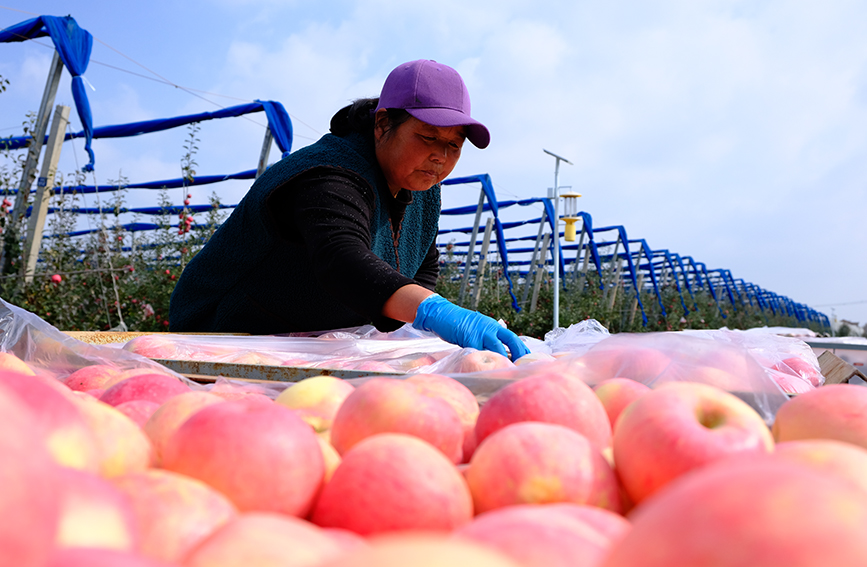 陝西淳化縣潤鎮善花村蘋(píng)果示范基地，沉甸甸、紅彤彤的蘋(píng)果掛滿(mǎn)枝頭，果農們忙著(zhù)搶收蘋(píng)果，果園裡充滿(mǎn)了歡聲笑語(yǔ)，一派繁忙的景象。