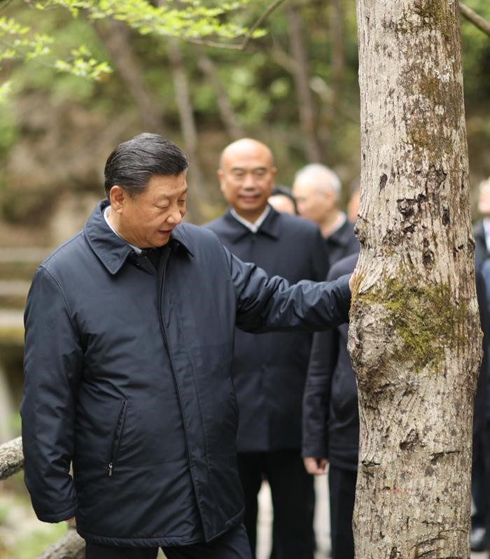 2020年4月20日，中共中央總書(shū)記、國家主席、中央軍委主席習近平在陝西考察調研。這是習近平在位於商洛市柞水縣的秦嶺牛背梁國家級自然保護區，考察秦嶺生態(tài)保護情況。 新華社記者 鞠鵬 攝