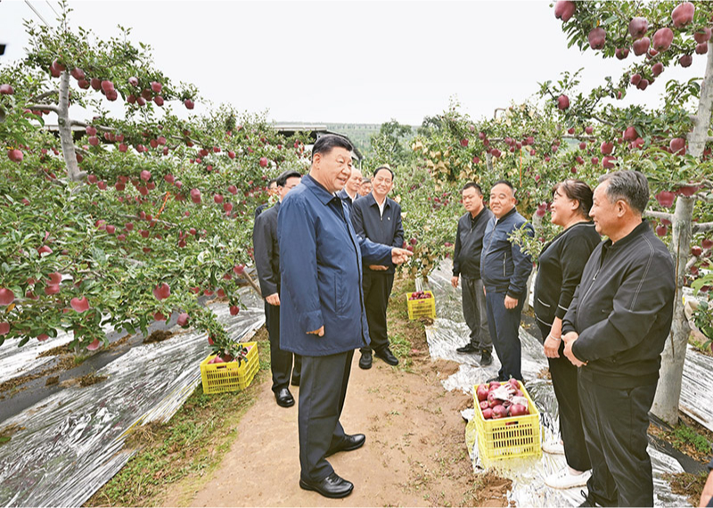 2024年9月10日至13日，中共中央總書記、國家主席、中央軍委主席習(xí)近平在甘肅考察。這是11日上午，習(xí)近平在天水市麥積區(qū)南山花牛蘋果基地考察時(shí)，走進(jìn)果林了解相關(guān)種植、技術(shù)和管理情況。 新華社記者 謝環(huán)馳/攝